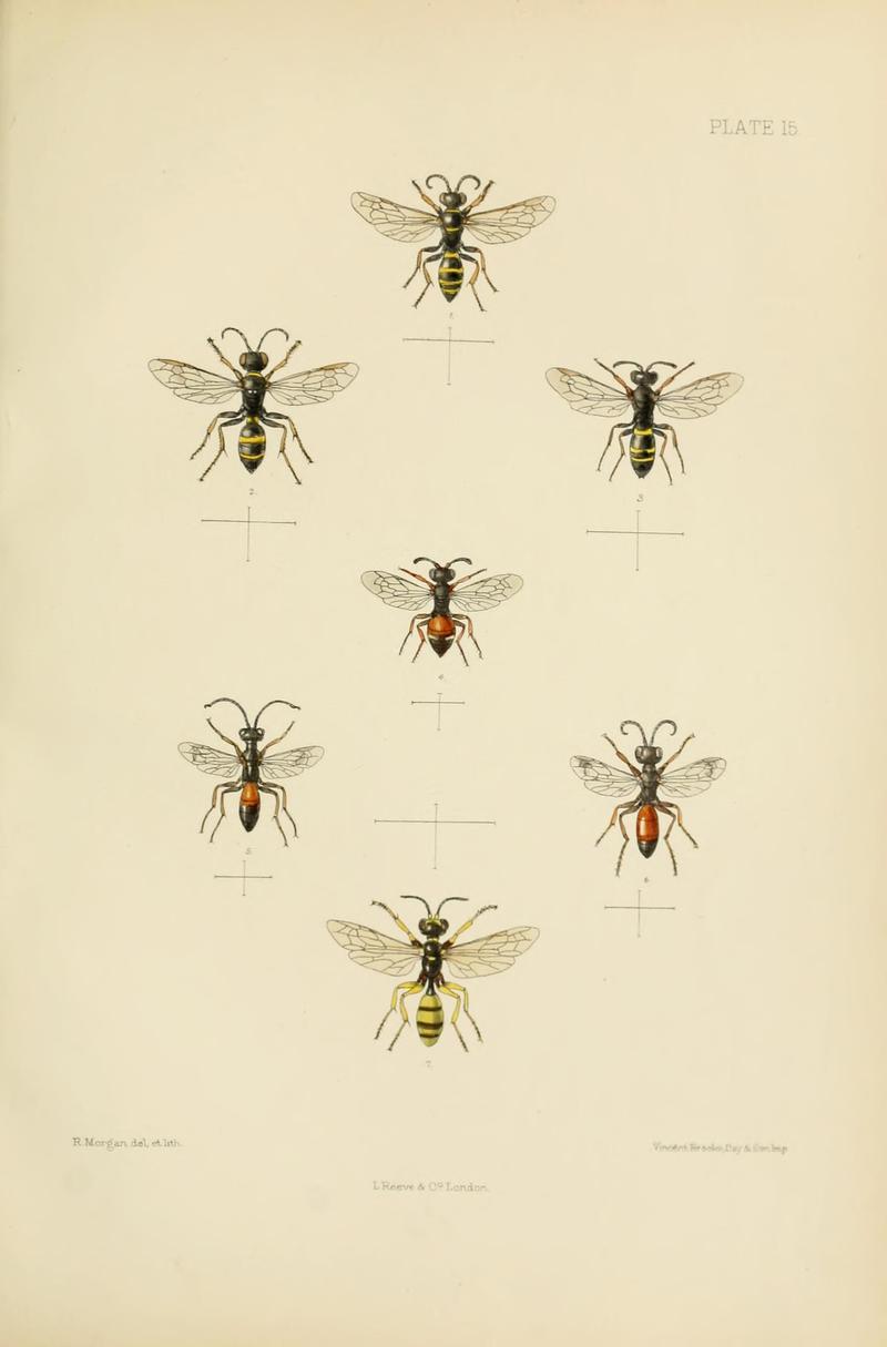 SaundersHymenopteraAculeataPlate15