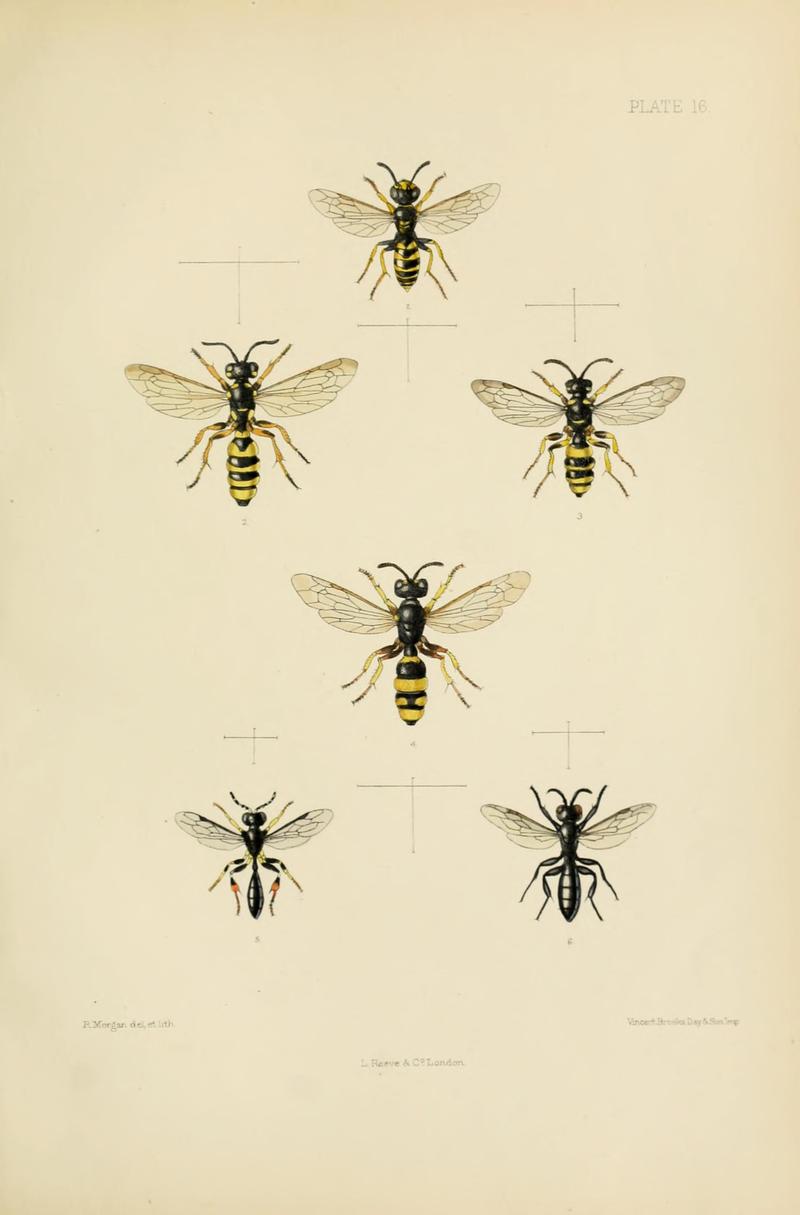 SaundersHymenopteraAculeataPlate16