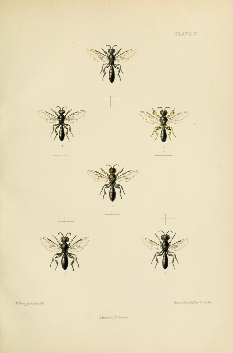 SaundersHymenopteraAculeataPlate17