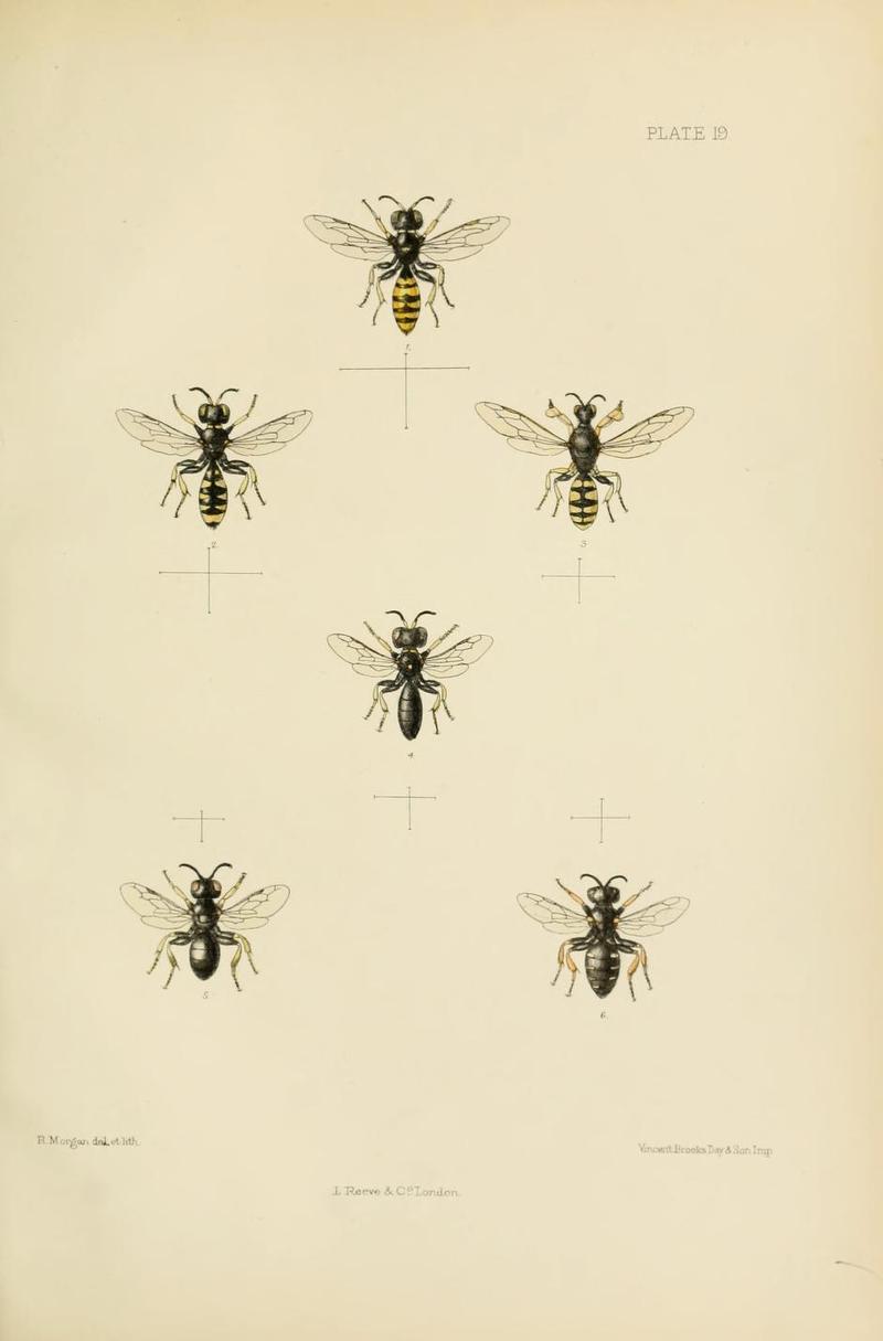 SaundersHymenopteraAculeataPlate19