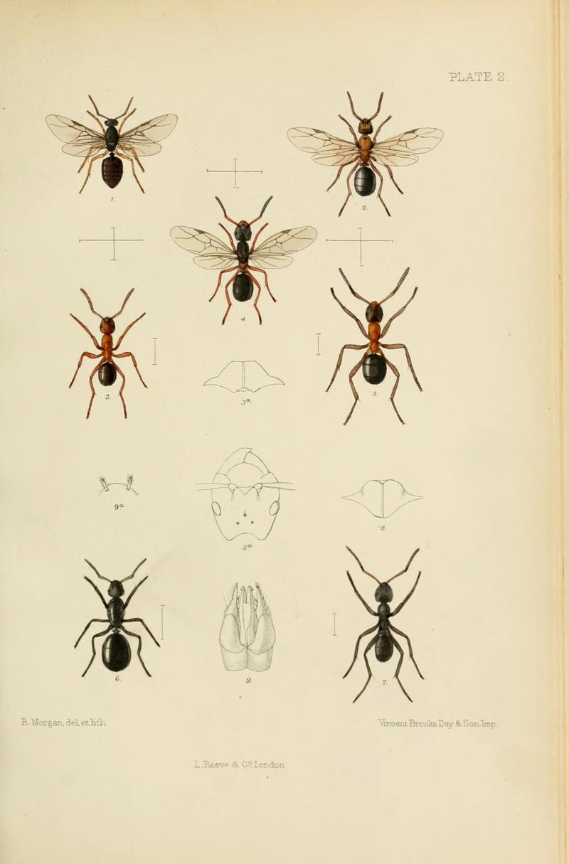 SaundersHymenopteraAculeataPlate2