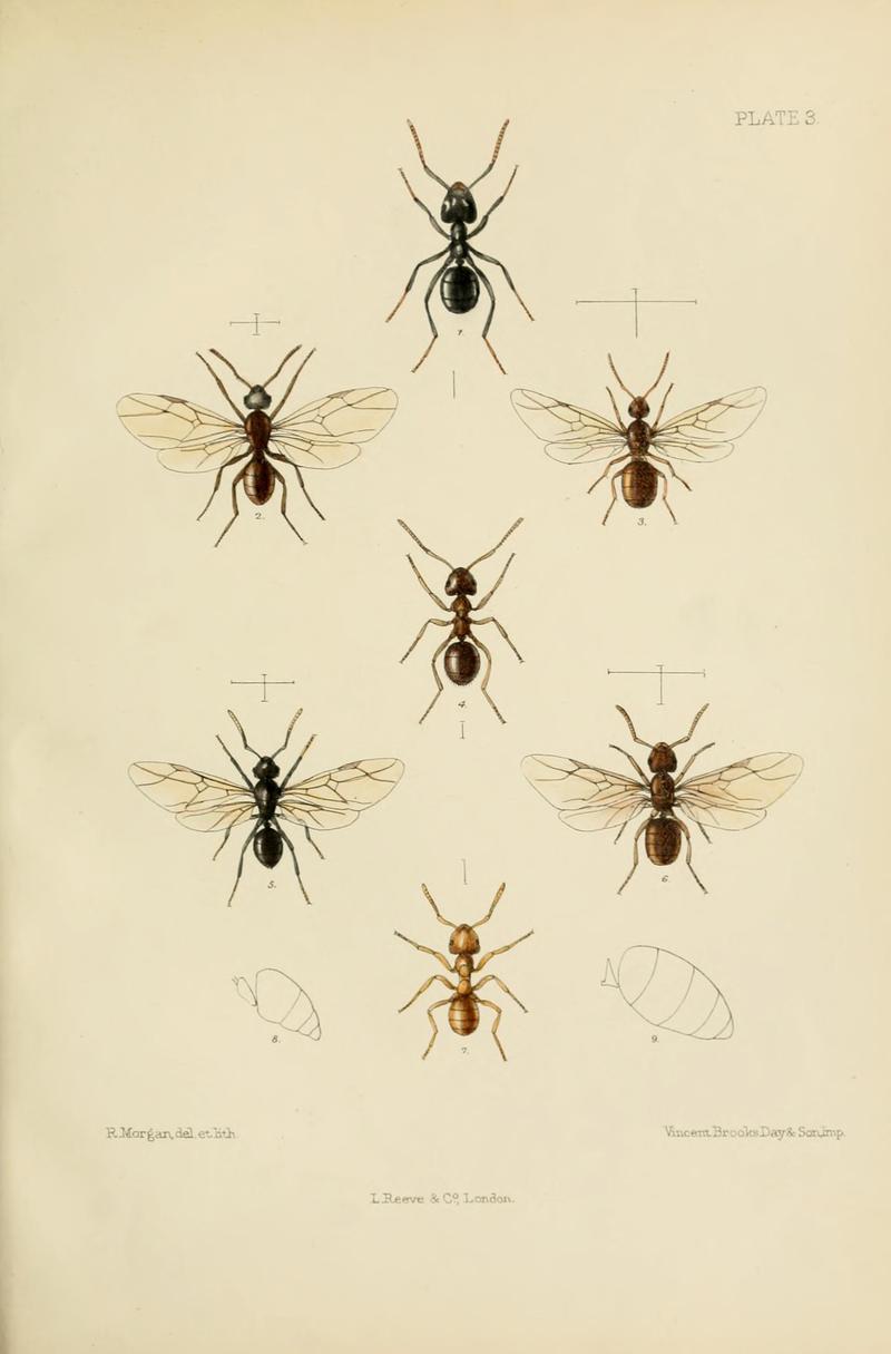 SaundersHymenopteraAculeataPlate3jpg