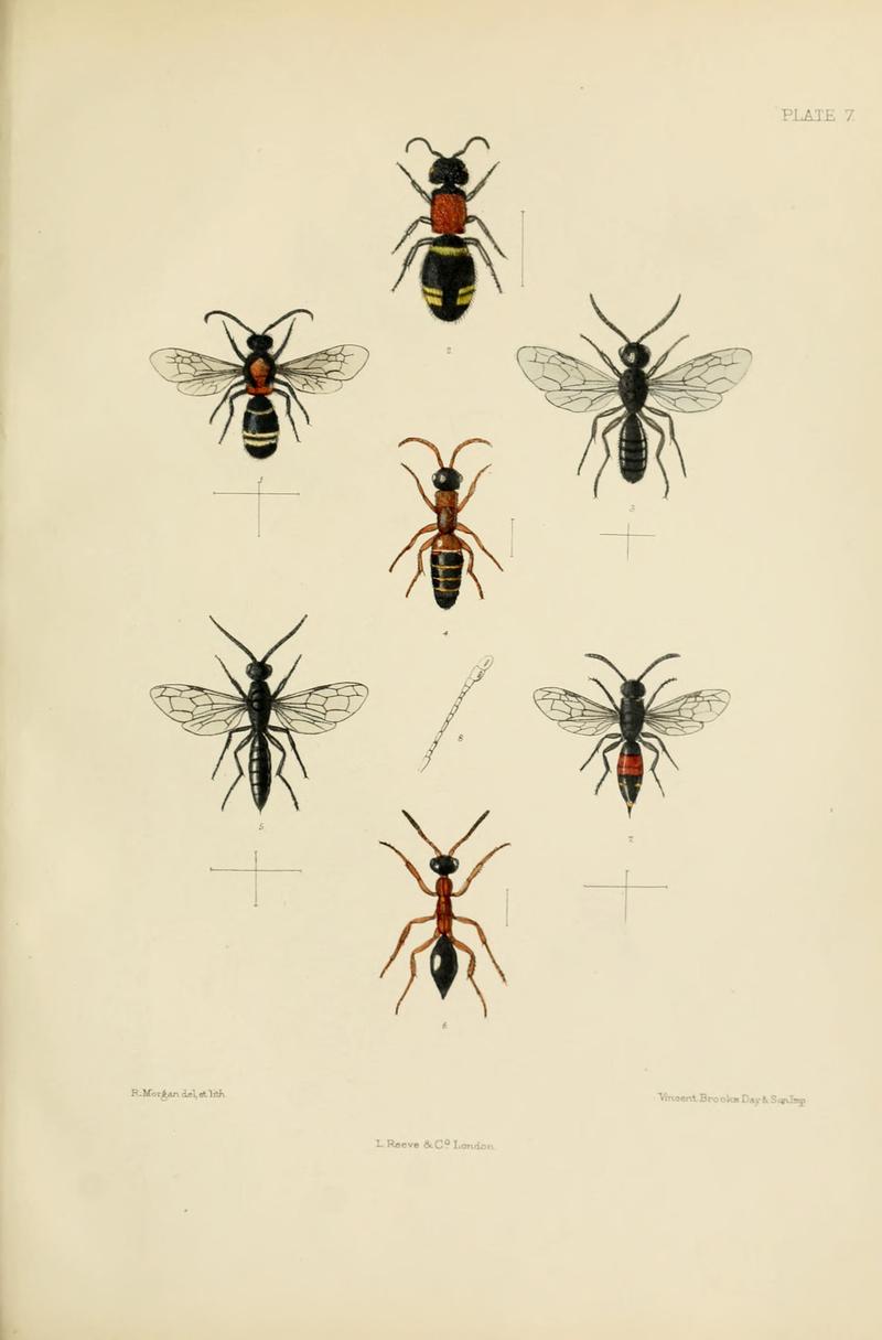 SaundersHymenopteraAculeataPlate7