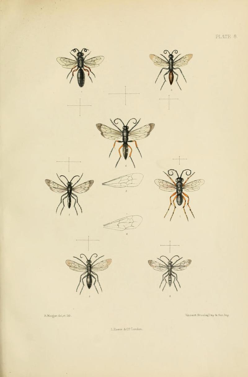 SaundersHymenopteraAculeataPlate8