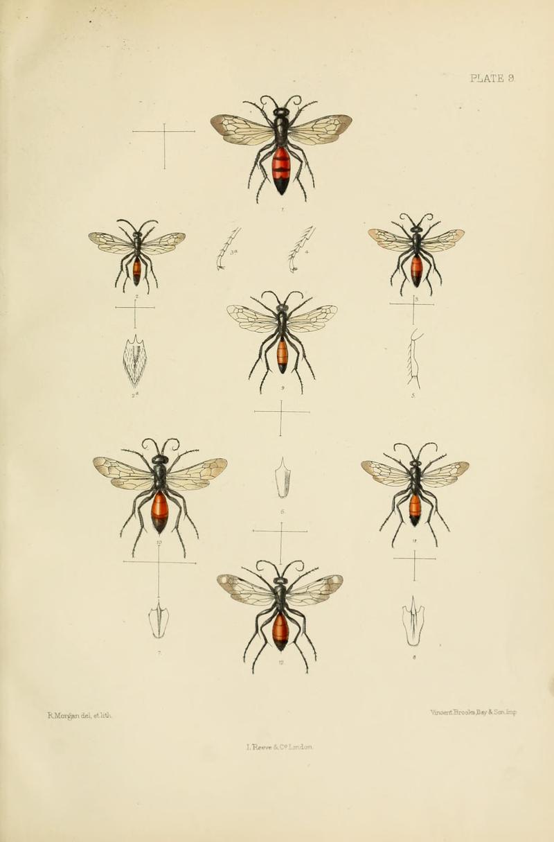 SaundersHymenopteraAculeataPlate9