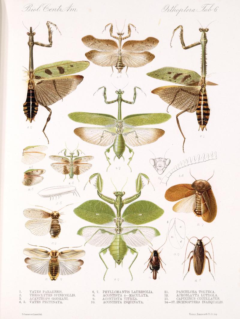 Plate from Biologia centraliamericana Insecta Orthoptera London