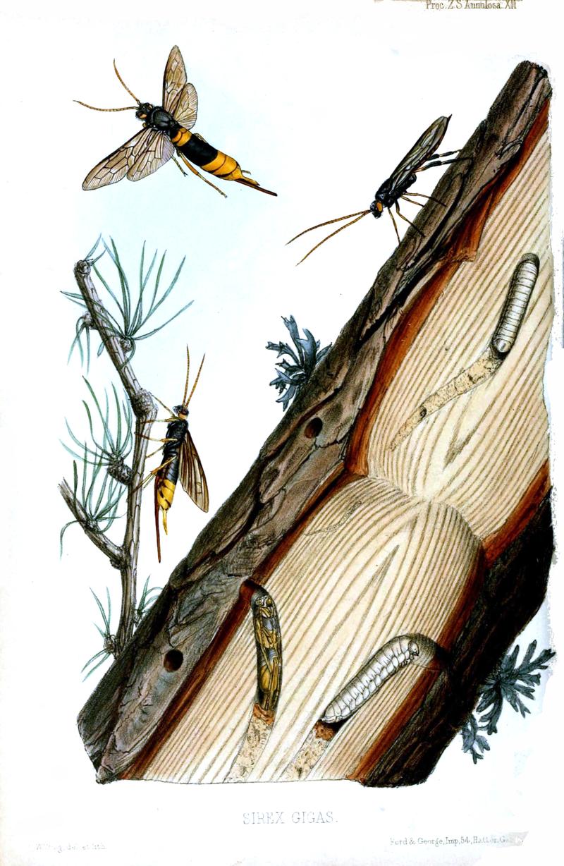 Giant Woodwasp life cycle larvae right pupa bottom left adult male top right adult females left