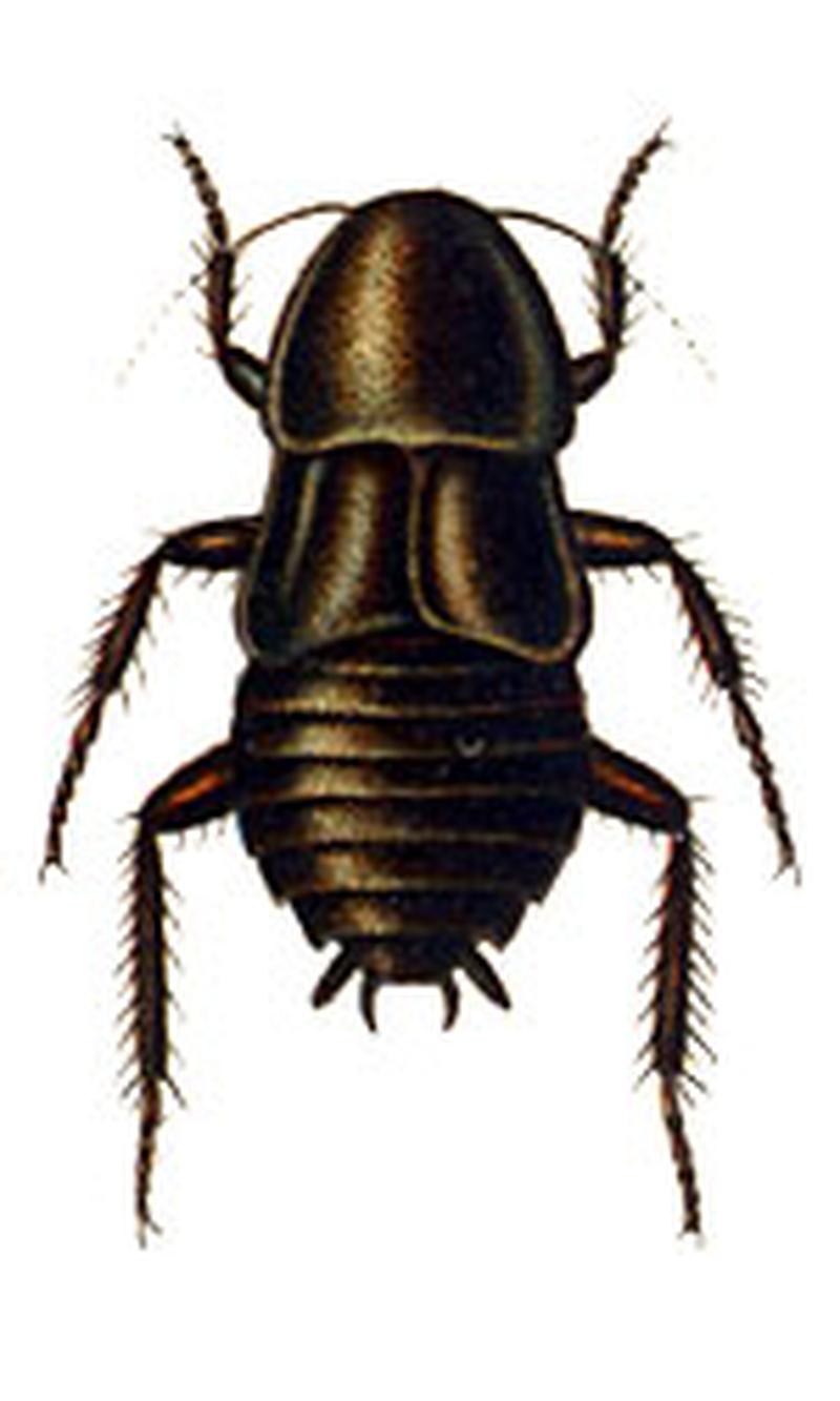 Scabina antipoda