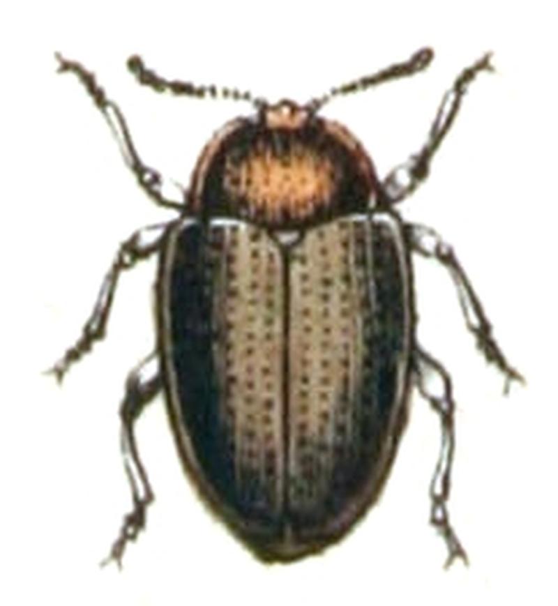 Scaphidema.bicolor.-.calwer.46.29