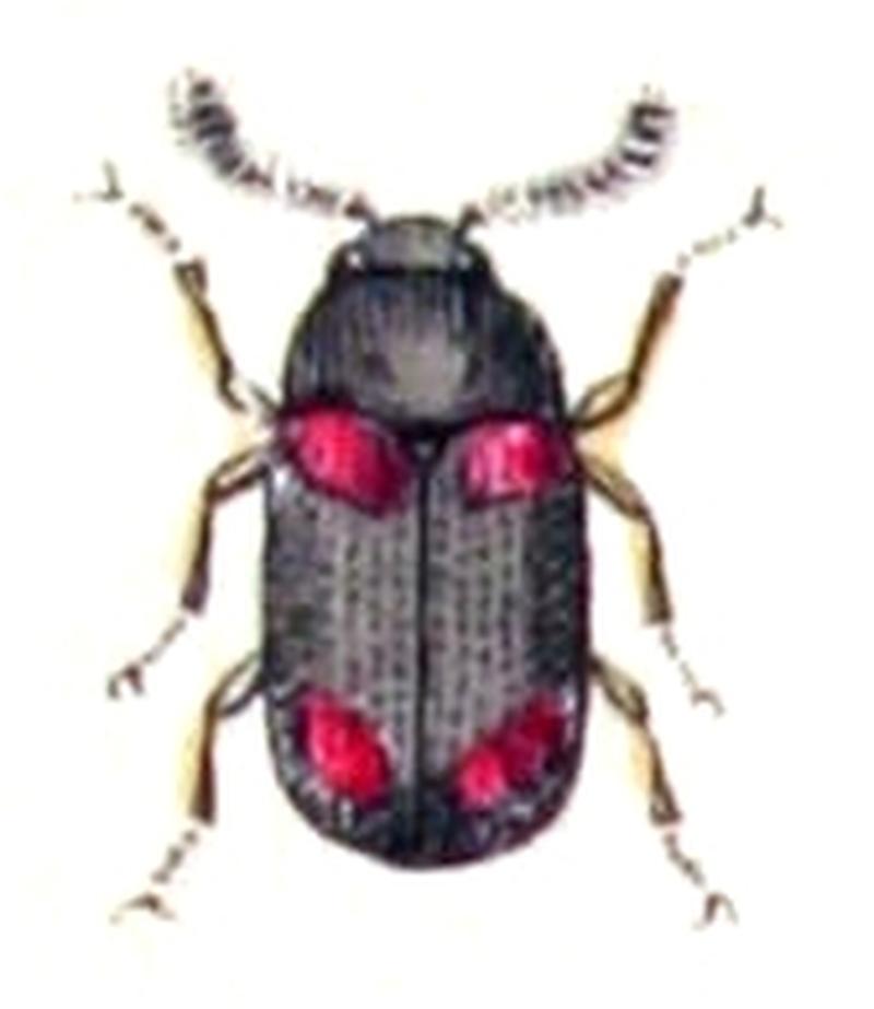 Scaphidium.quadrimaculatum.-.calwer.13.07