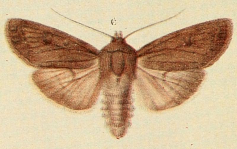 Scarce Arches Moths of the British Isles