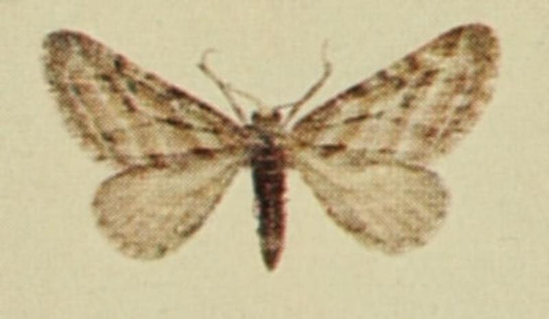 Scarce Pug Moths of the British Isles