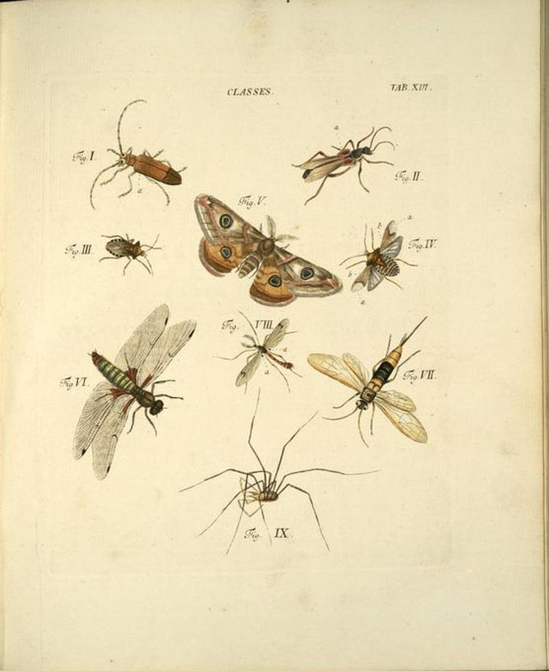 Plate from Elementa entomologica