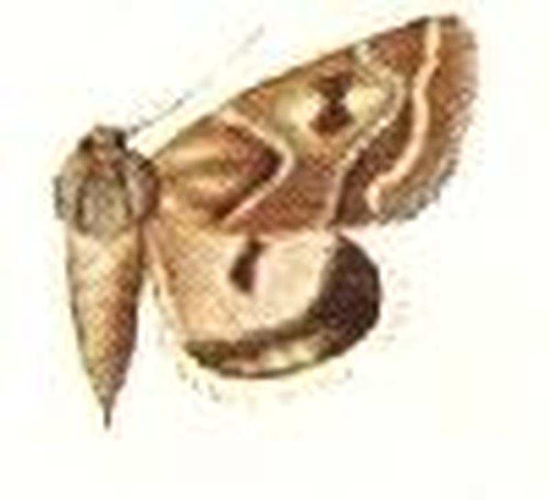 Schinia acutilinea female