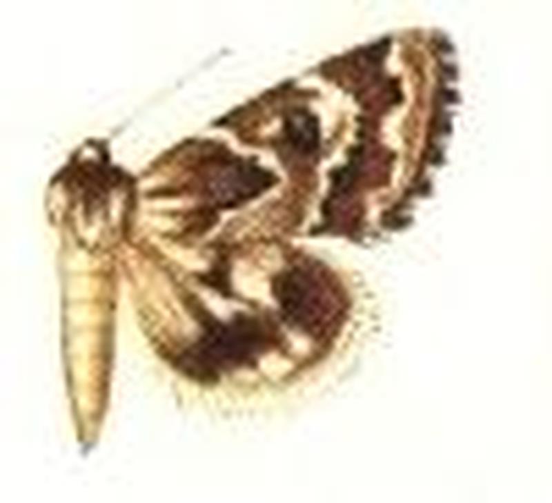 Schinia acutilinea male