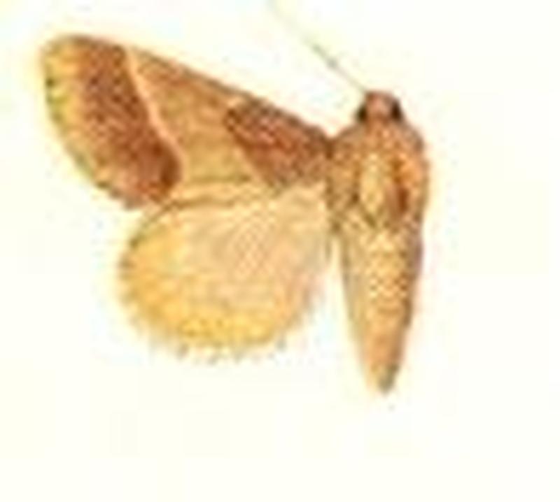 Schinia bifascia female