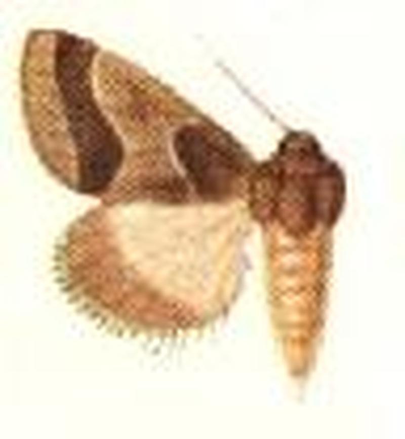 Schinia bifascia male