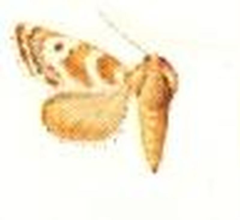 Schinia chrysella female