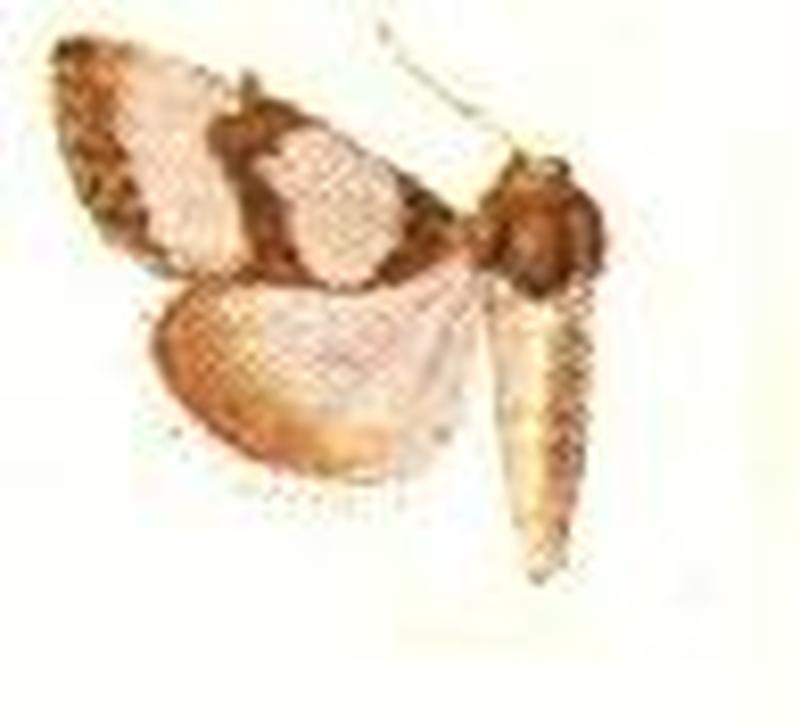 Schinia chrysella male