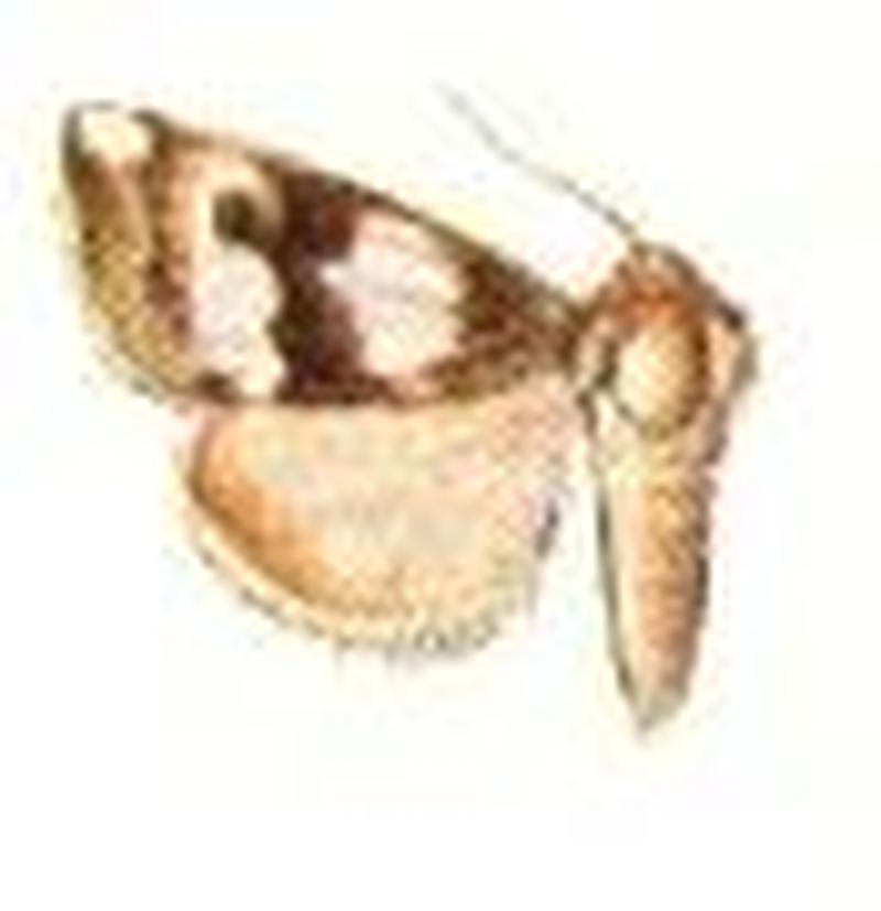 Schinia chrysella male2