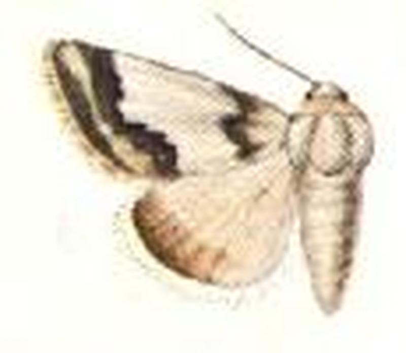 Schinia hulstia