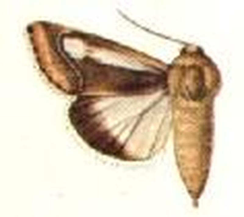Schinia lucilinea