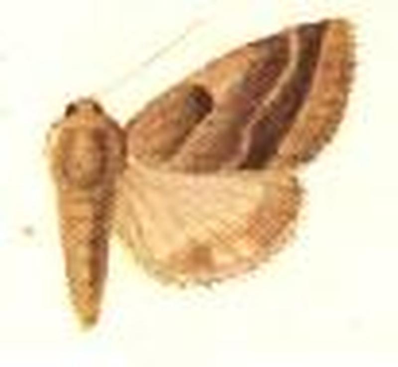 Schinia oleagina