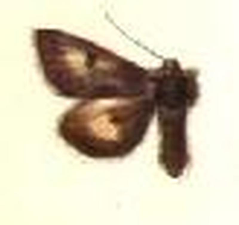 Schinia pulchripennis