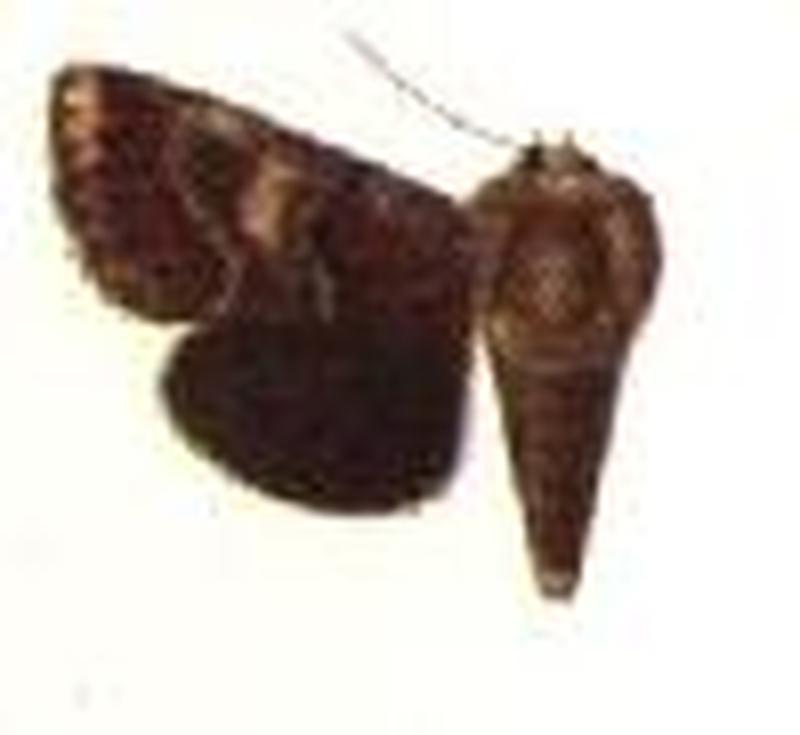 Schinia septentrionalis female