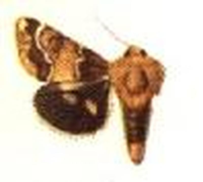 Schinia septentrionalis male