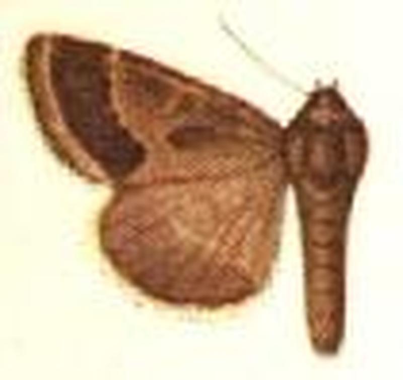 Schinia thoreaui
