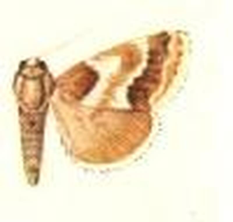 Schinia walsinghami2