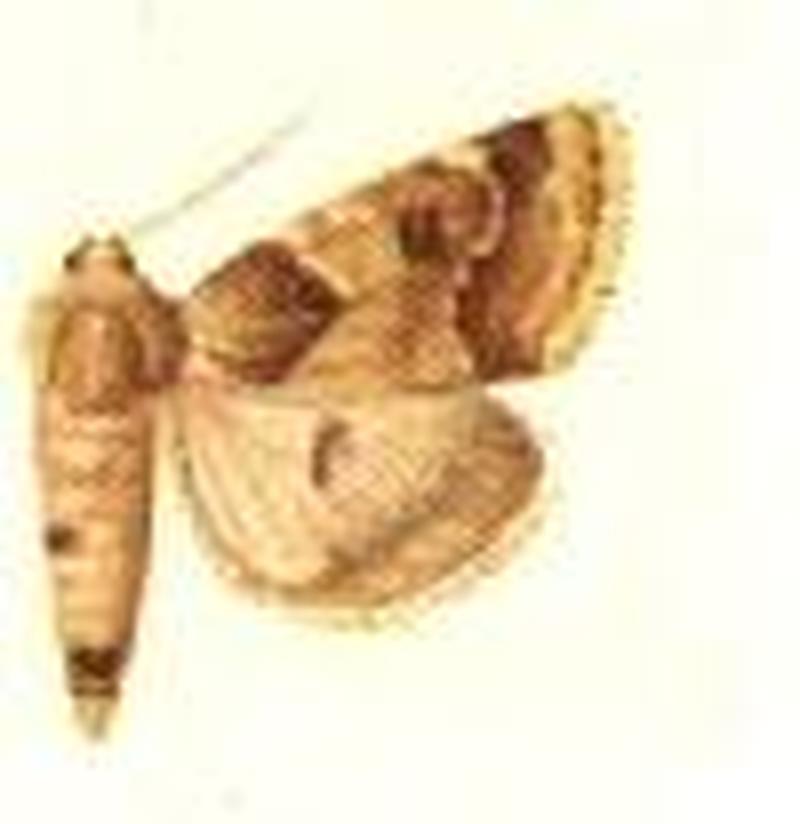 Schinia walsinghami3