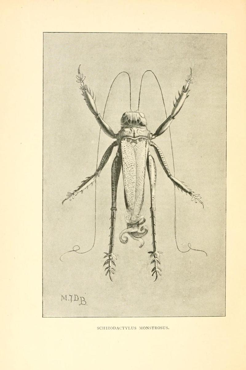 SchizodactylusMonstrosus