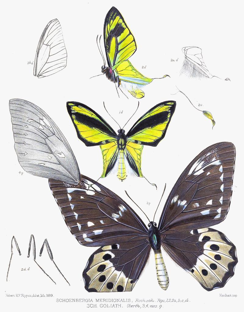 Ornithoptera meridionalis O goliath