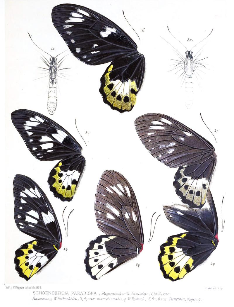 Ornithoptera paradisea