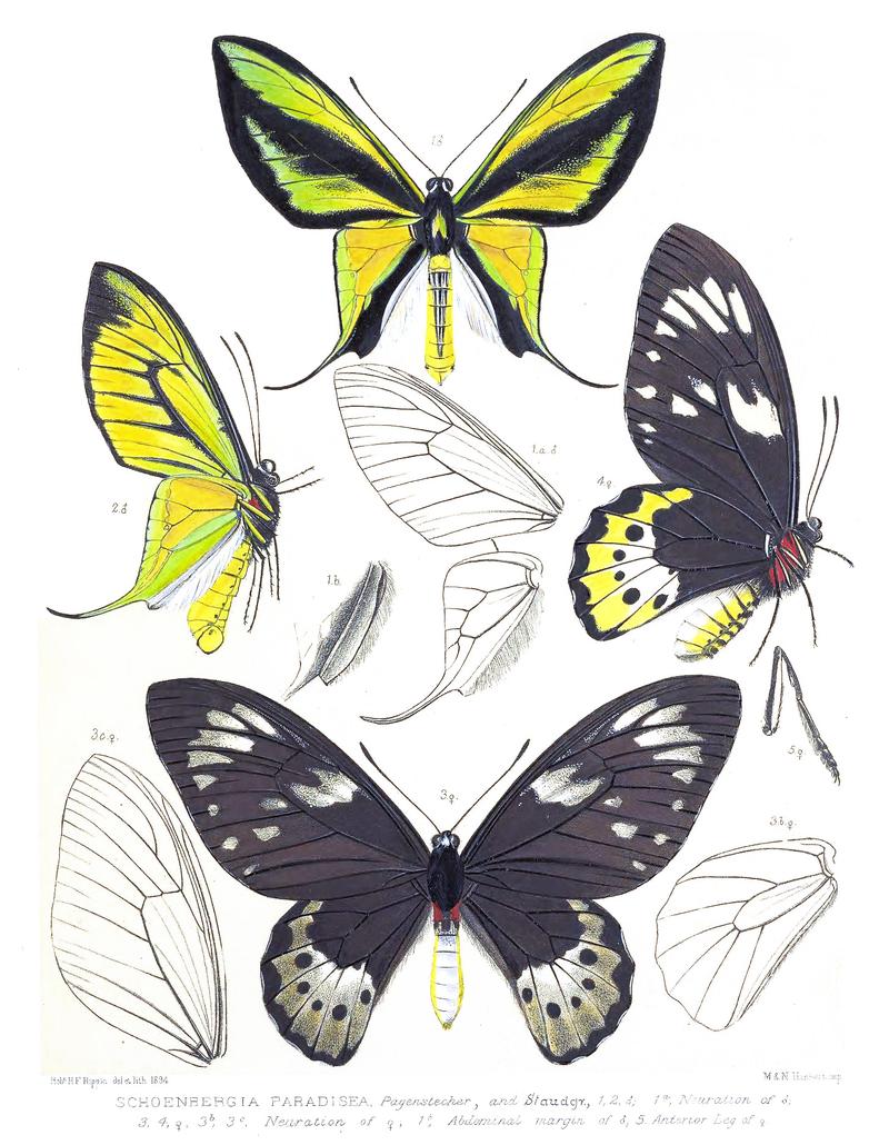 Ornithoptera paradisea