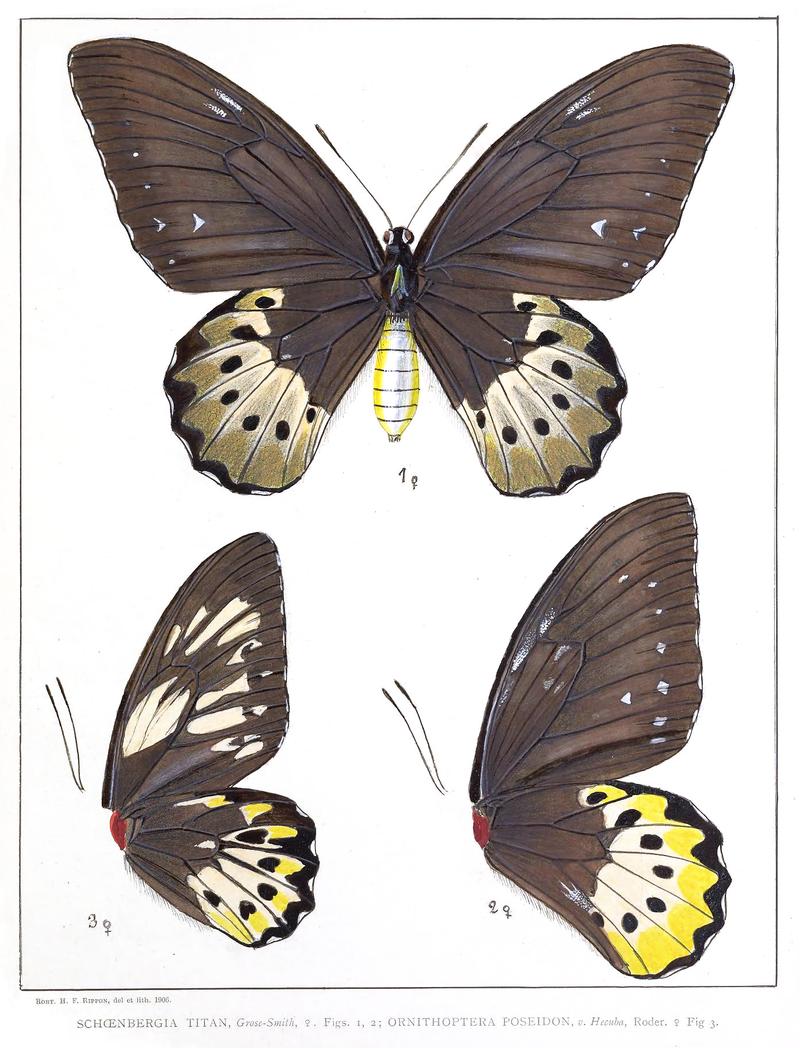 Schoenbergia titan