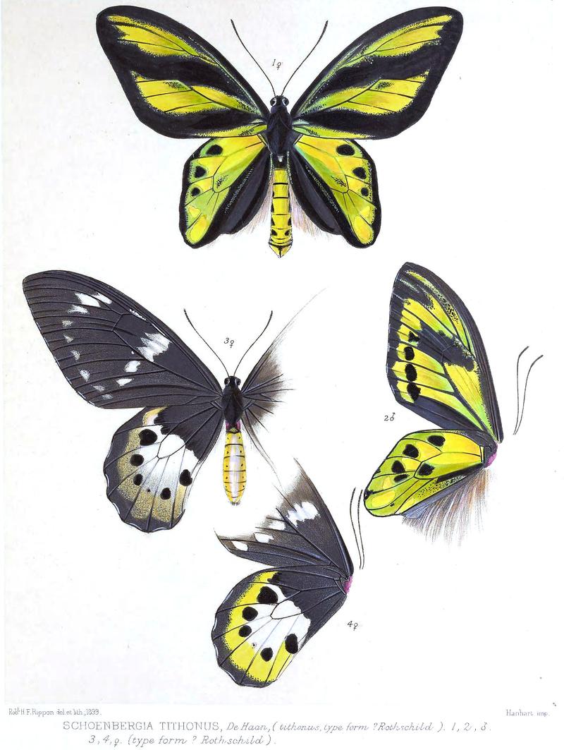 Ornithoptera tithonus