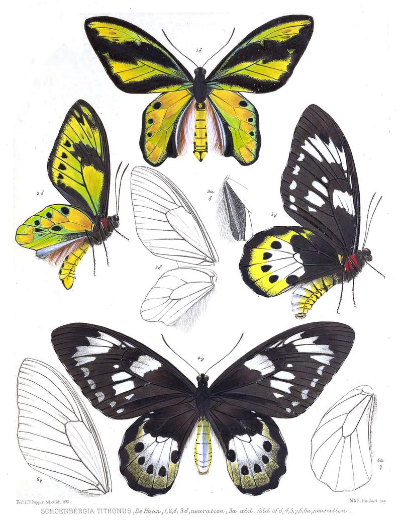 Ornithoptera tithonus