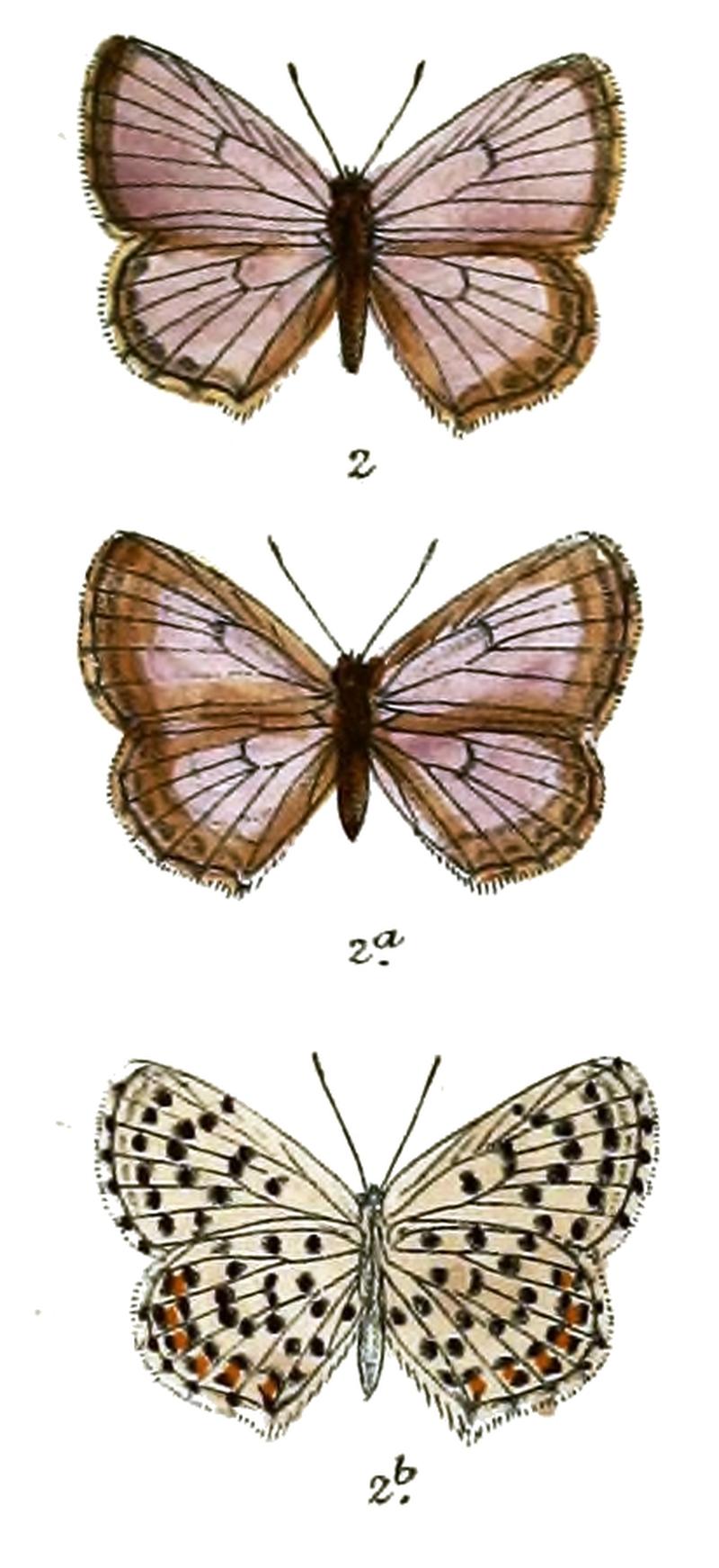 ScolitantidesBaton 640 2