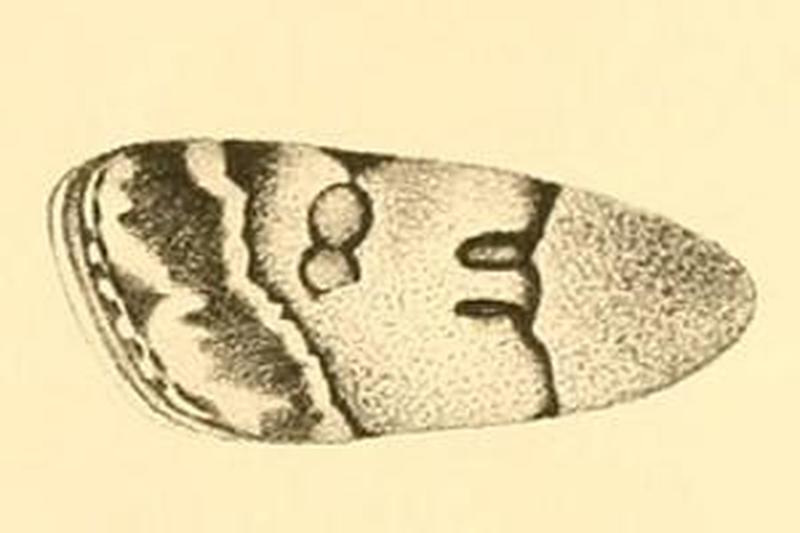 Scoparia ingratella wing