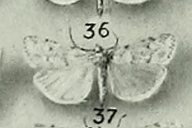 Scoparia italica1