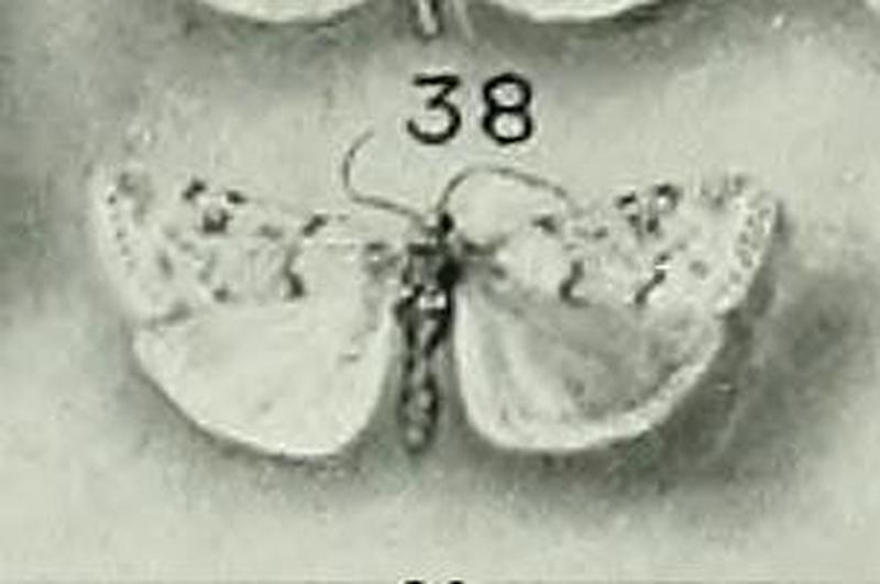 Scoparia italica3