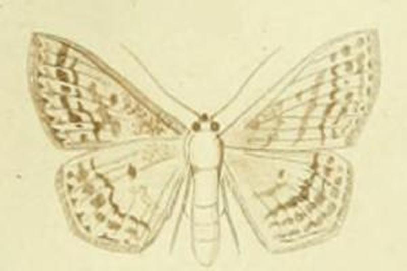 Scopula corrivalaria1