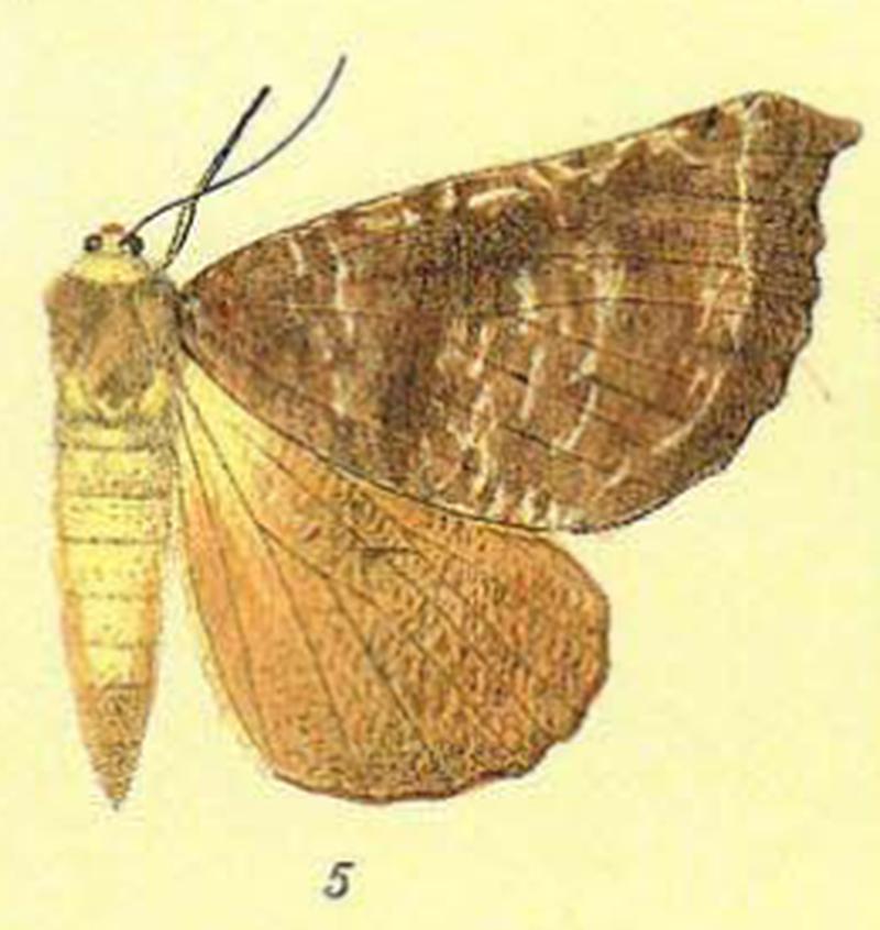 Scotorythra megalophylla-Fauna Hawaiiensis1899