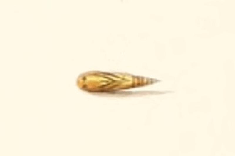 Scrobipalpa halymella pupa