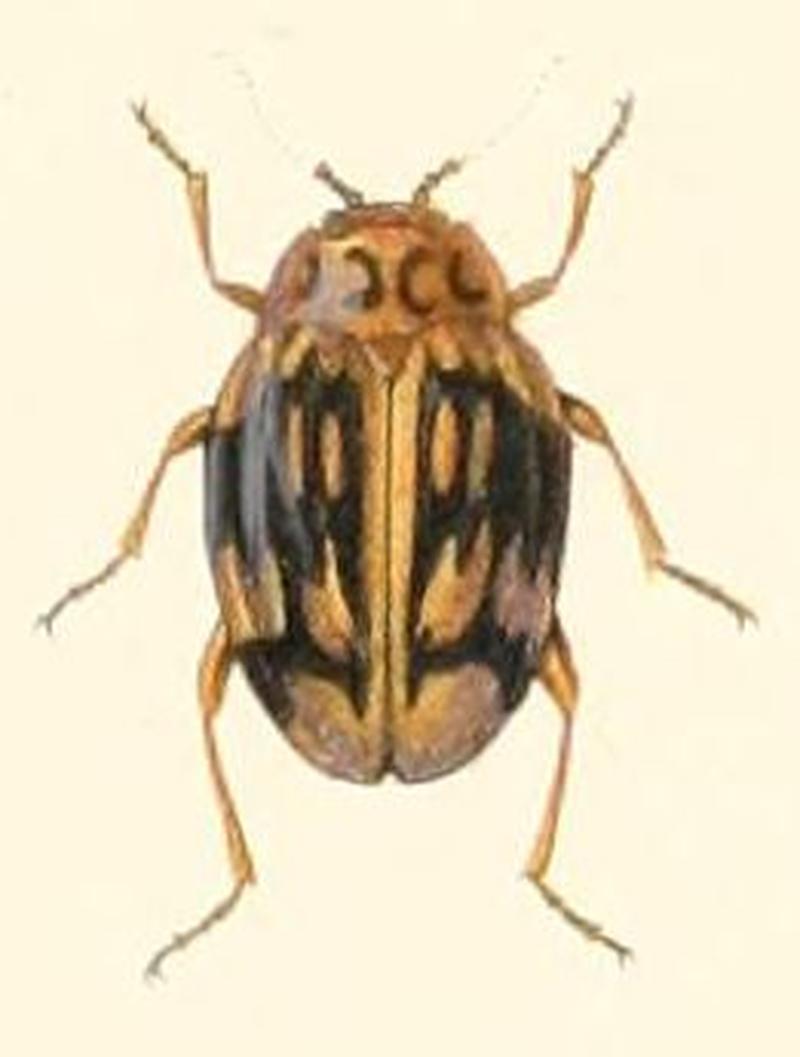 Scyrtes ligneus