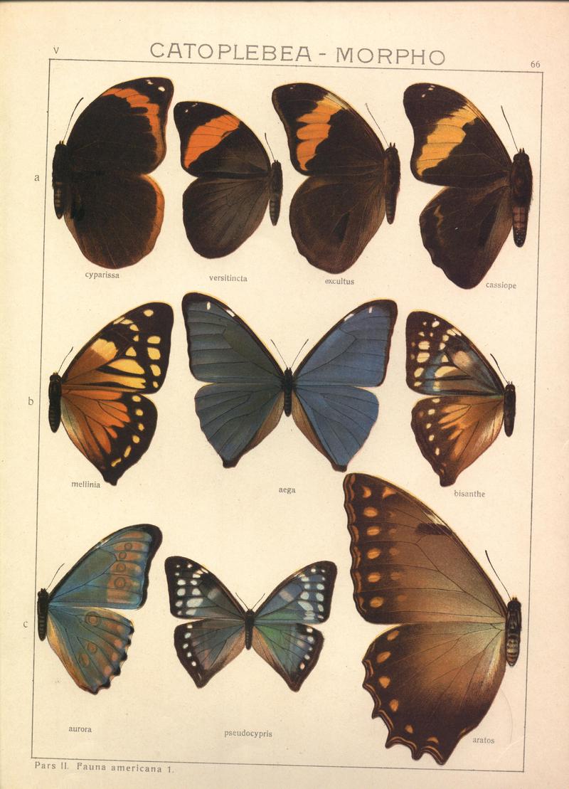Plate from Seitz Macrolepidoptera of the World Fauna Americana