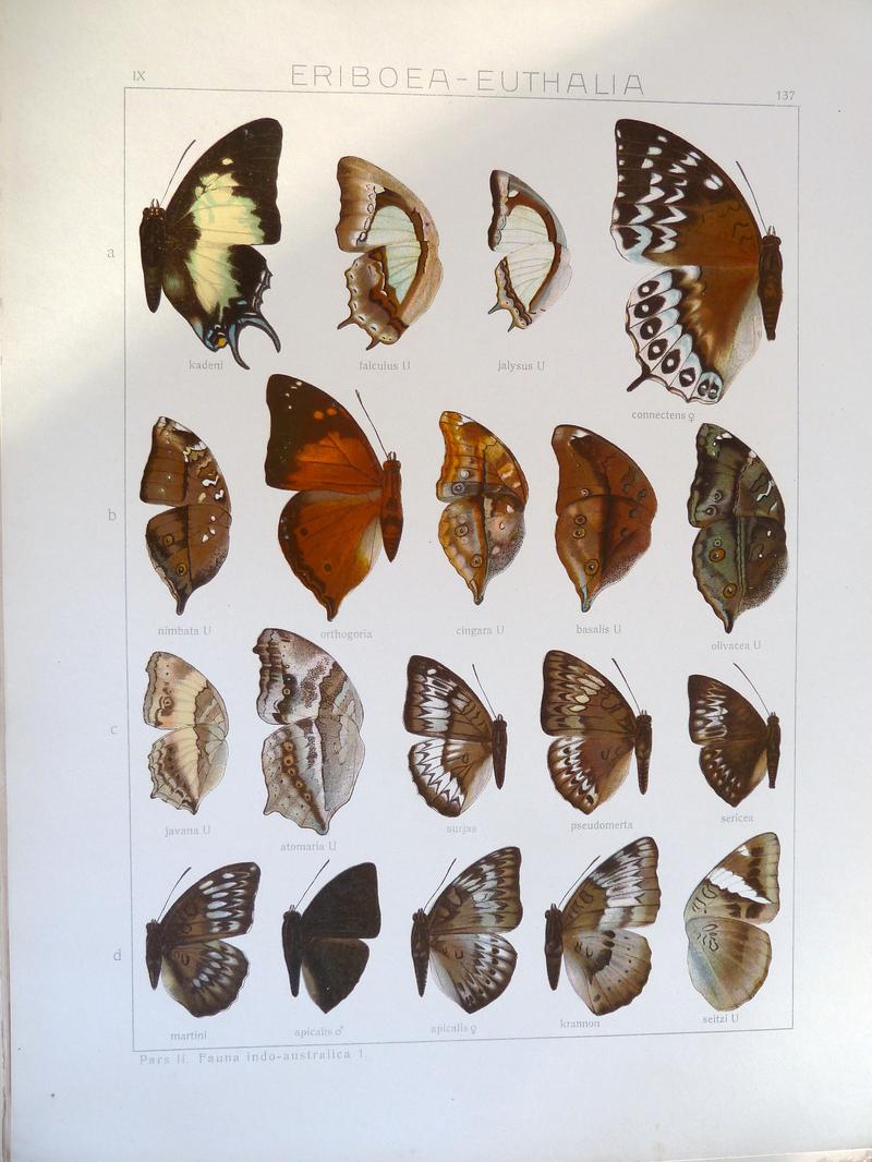 Seitz9FaudoAustralicanaInPlate137